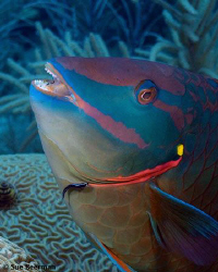 Goby cleaning a Stoplight Parrotfish by Susan Beerman 